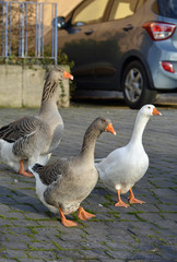 gänse auf der strasse am seebach in westhofen © lotharnahler