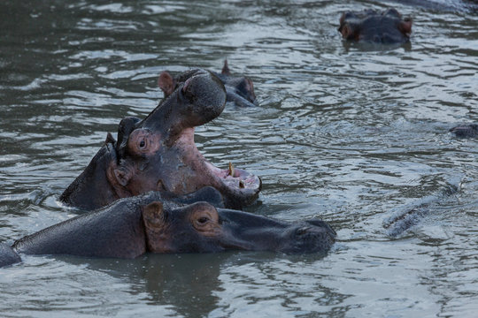 yawning hippo in the Maasai Mara