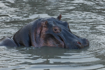 hippos submerged in water in the Maasai Mara