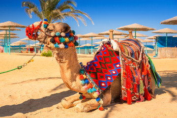 Kamel ruht im Schatten am Strand von Hurghada, Ägypten