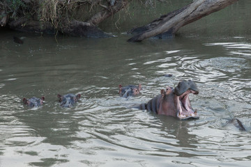 Fototapeta premium yawning hippo in the Maasai Mara