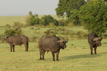 Fototapeta na wymiar cape buffalo on the Maasai Mara preserve, Kenya