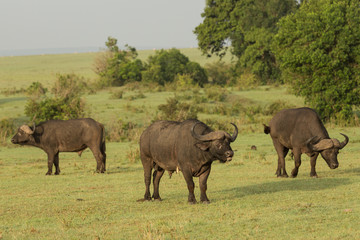 Fototapeta premium cape buffalo on the Maasai Mara preserve, Kenya