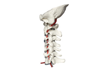 Orthopädie Skelett mit Nerven, Wirbeln und Bandscheiben der Halswirbeläule Seitlich