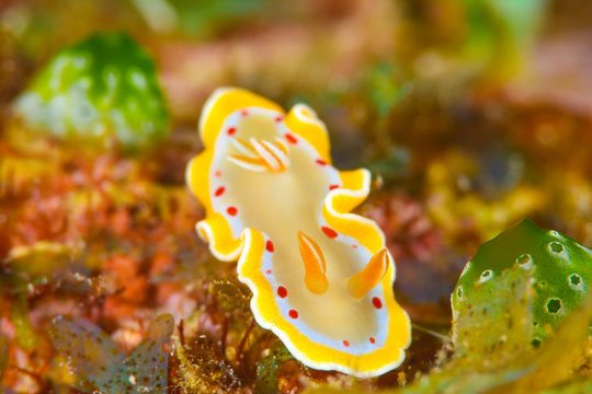 アカテンイロウミウシ