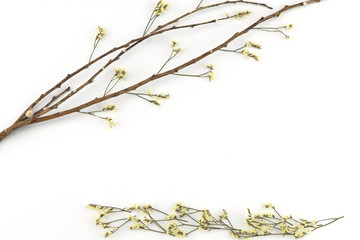 Yellow limonium caspia flowers with brown branch and flowers on the ground on white background with copy space
