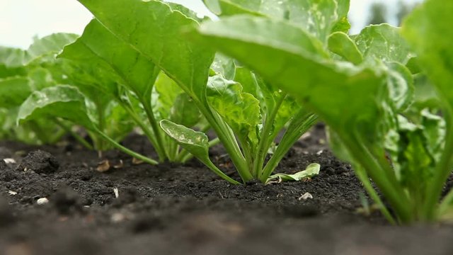 Agricultural industry. Close-up shot of young green sprouts of sugar beet. HD