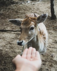 Deer
