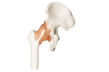 Orthopädie Skelett vom Hüftgelenk / Leiste mit Sehnen Frontal