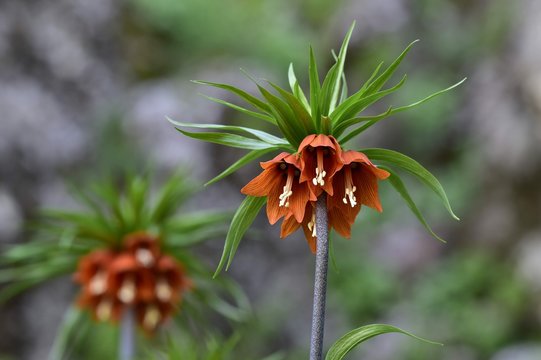 Awesome Flowers Unusual plants, Unusual flowers, Flower garden