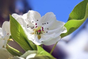 Pear blossom flower. Spring blooming. Environmental preservation and planet care. Earth Day. Floral nature backdrop
