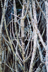 dead tranks of the tree