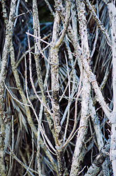 dead tranks of the tree
