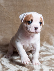 Funny red white color American Bulldog puppy on light background.