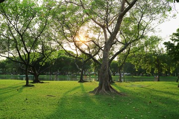 The trees with green grass and lake in tropical park in the evening of summer time. Nature and park concept.