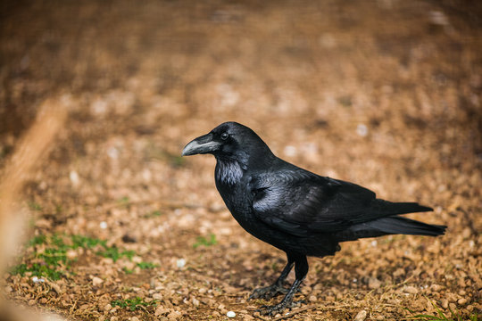Portrait of a Crow, Close up