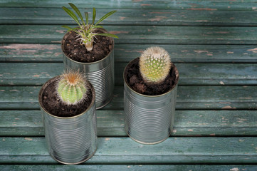 cacti in pots of cans on a wooden background