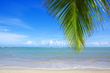 Caribbean sea and palm leaves background.