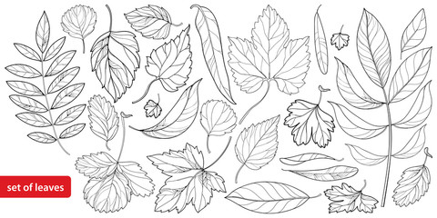 Vector big set #1 with different outline leaves in black isolated on white background. Ornate tree foliage in contour style for season design and coloring book. 