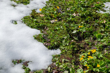Obraz na płótnie Canvas Green grass under the snow in sunny day