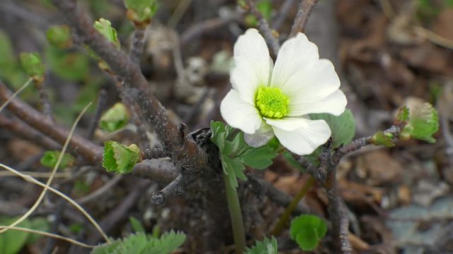 Closeup view of flowers Dasiphora fruticosa syn Potentilla fruticosa 'Abbotswood' in highlands of Khakassia, Russia
