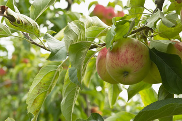 organic apples hanging from trees