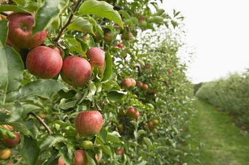 organic apples hanging from trees