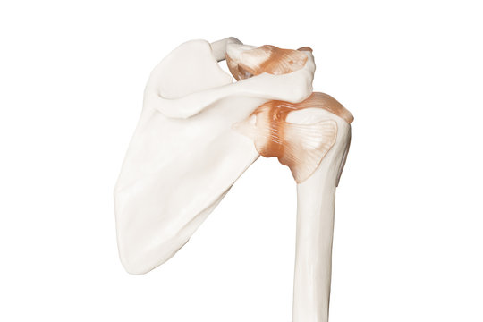 Orthop&auml;die Skelett vom Schultergelenk / Schulterblatt mit B&auml;ndern Frontal