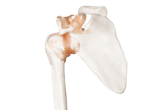 Orthop&auml;die Skelett vom Schultergelenk / Schulterblatt mit B&auml;ndern von Hinten R&uuml;cken