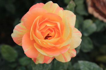 yellow-orange rose