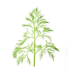 fresh dill isolated on a white background