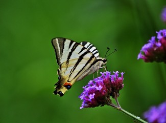 Segelfalter (Iphiclides podalirius)