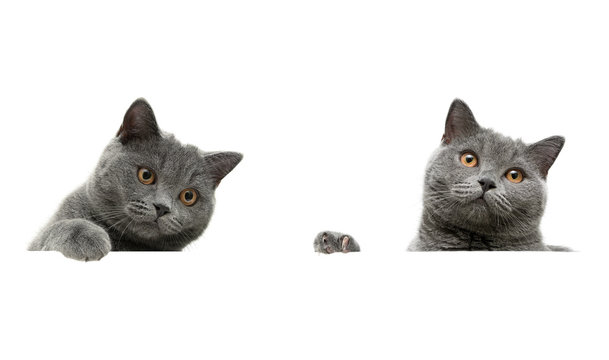 gray cat on a white background sits behind a white banner.