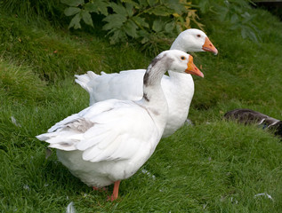 two withe geese
