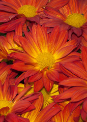 Orange and yellow  chrysanthemum