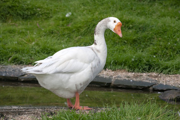 Obraz premium wite goose