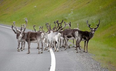 reindeer herd standing on highway road © Oleg Kozlov