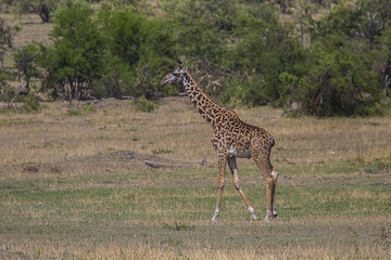 Giraffe on Savana 