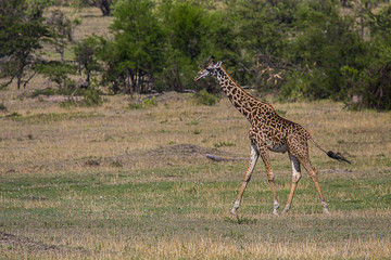 Giraffe Waling Serengeti Park