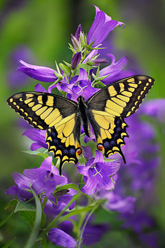 Fototapeta Papilio machaon or yellow swallowtail butterfly on a cluster of bellflower or campanula with green background