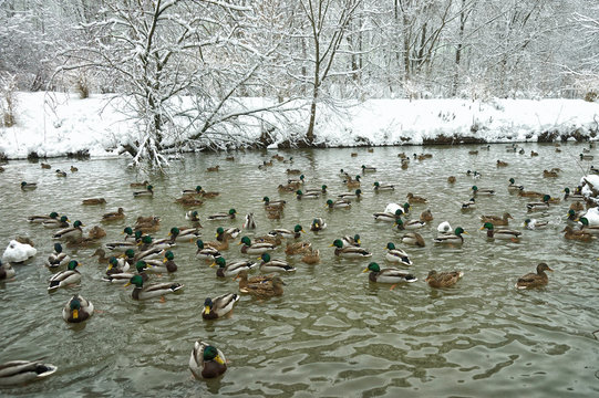 Wild ducks swim in the lake, winter park.