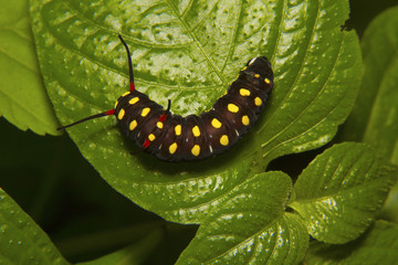 Butterfly Caterpillar. Aarey Milk Colony, Mumbai, Maharashtra