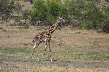 Giraffe Walking Tanzania Serengeti