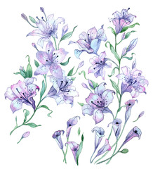 Watercolor painting flowers. Vintage composition of lilies on white background. © ekaterinatsp