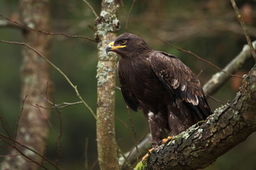 Aquila nipalensis. It is expanded in Russia, Africa, Central Asia, Arabia, India, Mongolia and China. In the Czech Republic it is rare. Beautiful picture. From bird life. Czech Republic. Nature. Bird.