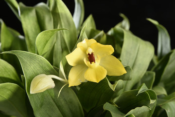 Promenaea ‘Sunlight’ / Proménée