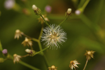 Dandotapala plant, Vernonia cinerea, Asteraceae. Pondicherry, Tamil Nadu, IndiaHighly medicinal plant 