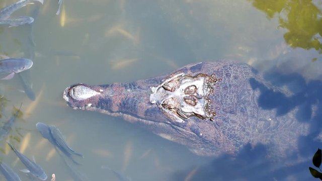 False gharial crocodile (Tomistoma schlegelii) in tropical lake with fishes around