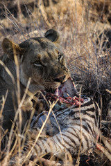 Lion on Zebra kill