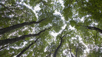 Alberi visti dal basso © makis7